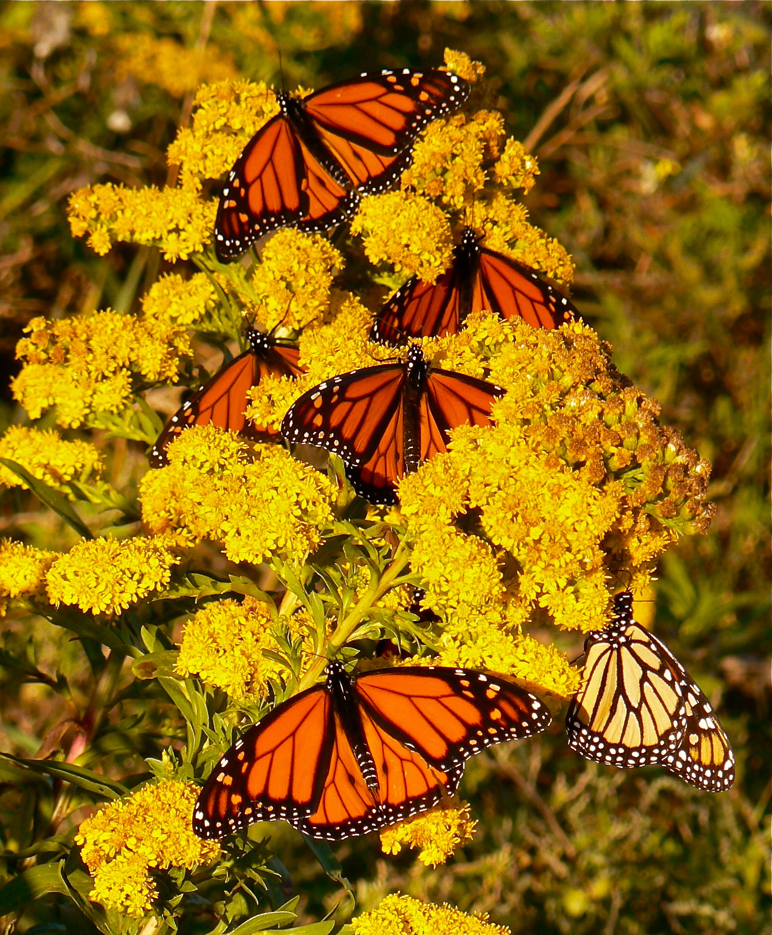 male-monarchs-nectaring-seaside-goldenrod
