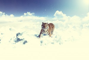 snowcloudstiger