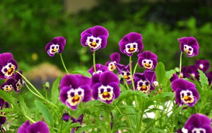 6971875-funny-flowers-pictures